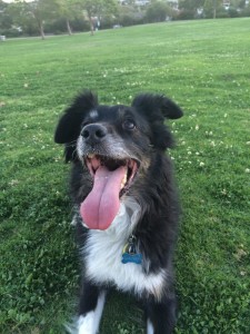 smiling australian shepherd